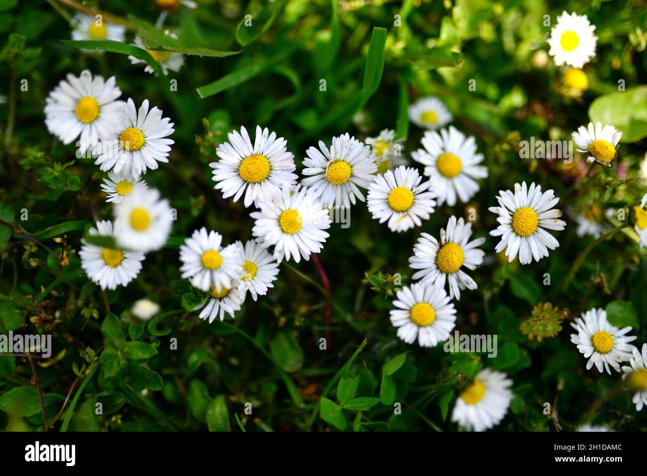 Photo macro des pâquerettes au printemps Banque D'Images