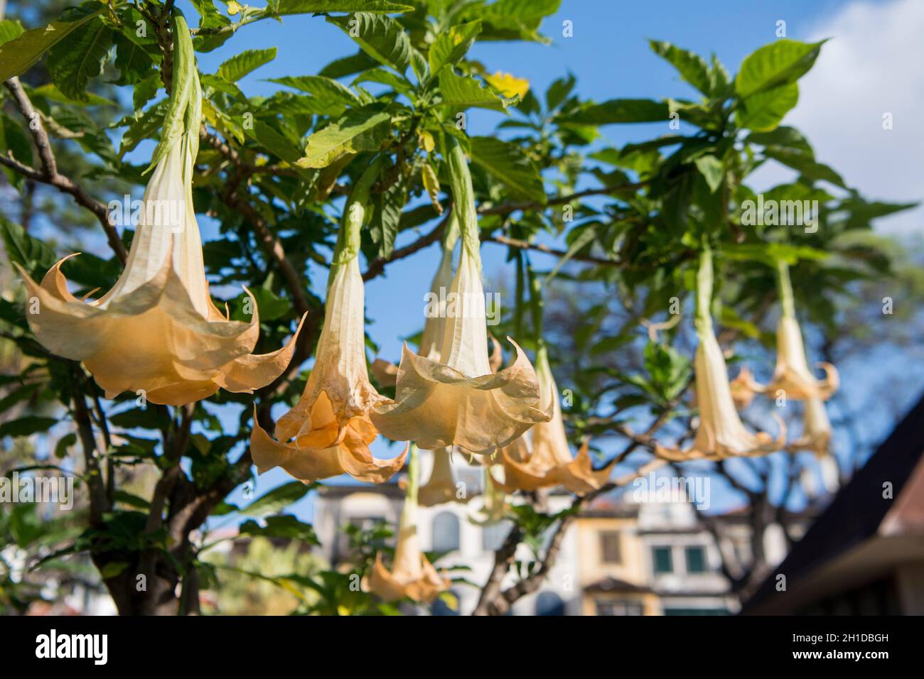 La municipalité de Jardim à l'avenida Arriaga dans le centre ville de Funchal sur l'île de Madère du Portugal. Portugal, Madère, avril 2018 Banque D'Images