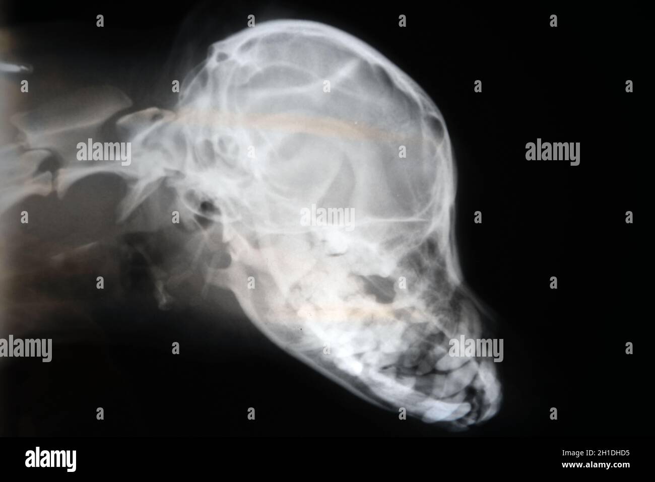 X-ray de crâne de chien. Images à rayons x en médecine vétérinaire . Banque D'Images