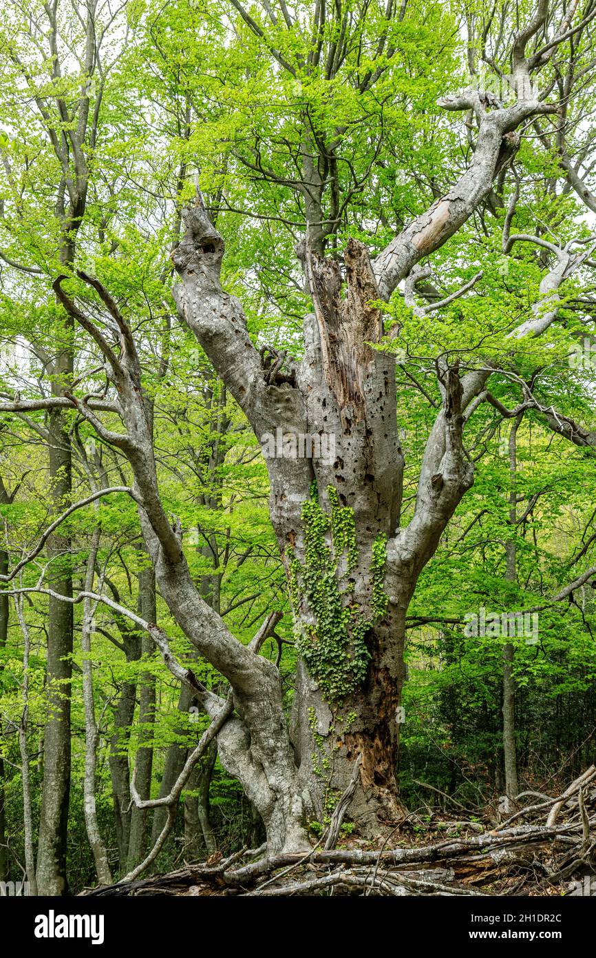 France, Pyrénées Orientales, massif des Alberes, Argeles sur Mer, Réserve naturelle nationale de Massane (Réserve naturelle nationale de la Massane), lis Banque D'Images