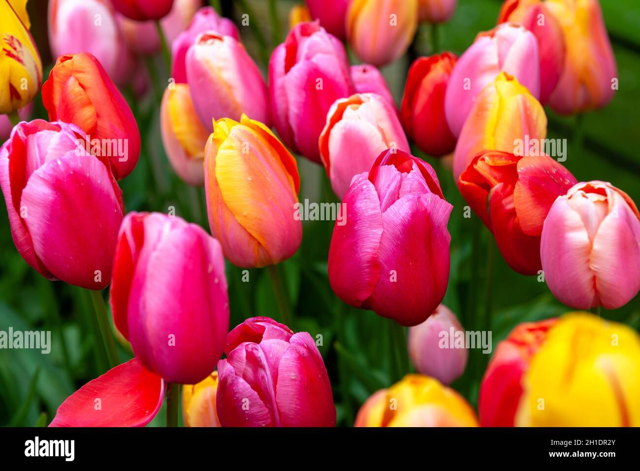 Tulipes dans Arundel Castle Gardens, West Sussex, Royaume-Uni Banque D'Images