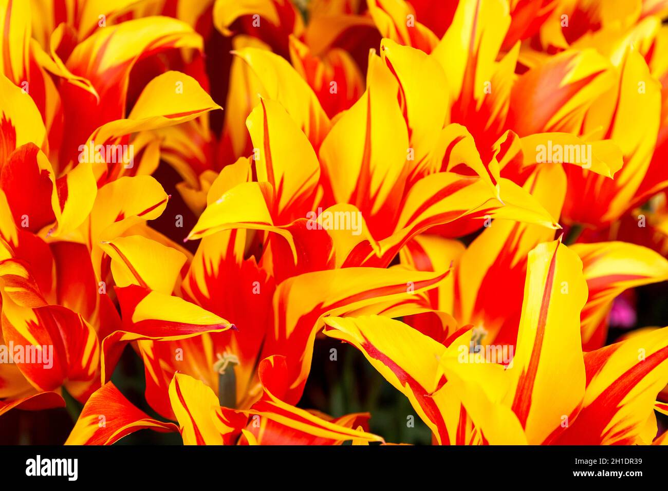 Tulipes rayées jaunes et rouges entièrement ouvertes dans Arundel Castle Gardens, West Sussex, Royaume-Uni Banque D'Images