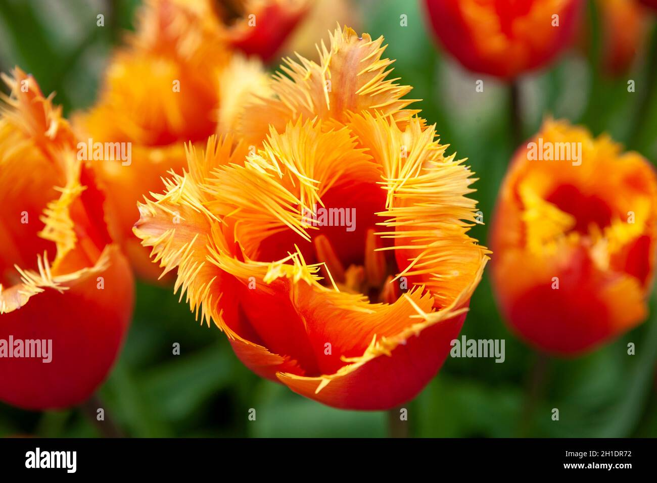 Tulipes Parrot à Arundel Castle Gardens, West Sussex, Royaume-Uni Banque D'Images