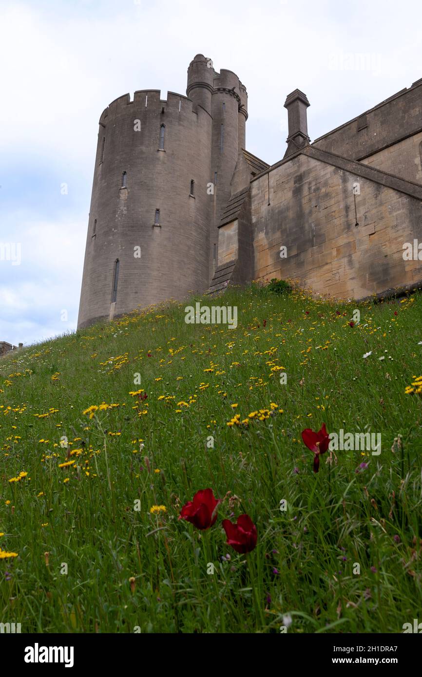 Élévation sud-ouest du château d'Arundel, West Sussex, Angleterre, Royaume-Uni, avec tulipes et ragowort (Jacobaea vulgaris) croissant sur la rive abrupte Banque D'Images