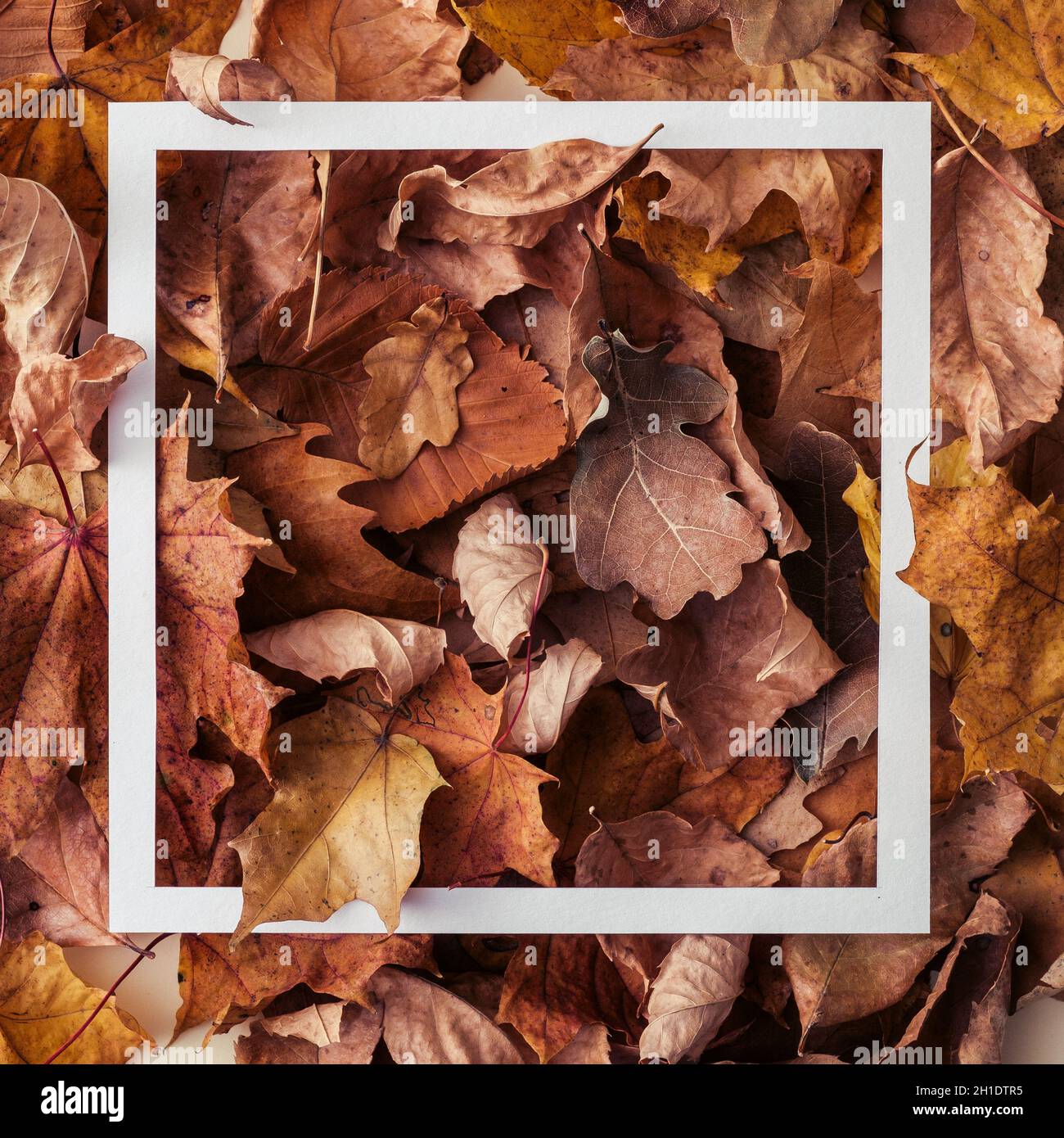 L'automne laisse le fond avec un cadre rectangulaire blanc superposé sur le feuillage dans le format carré conceptuel des saisons changeantes Banque D'Images