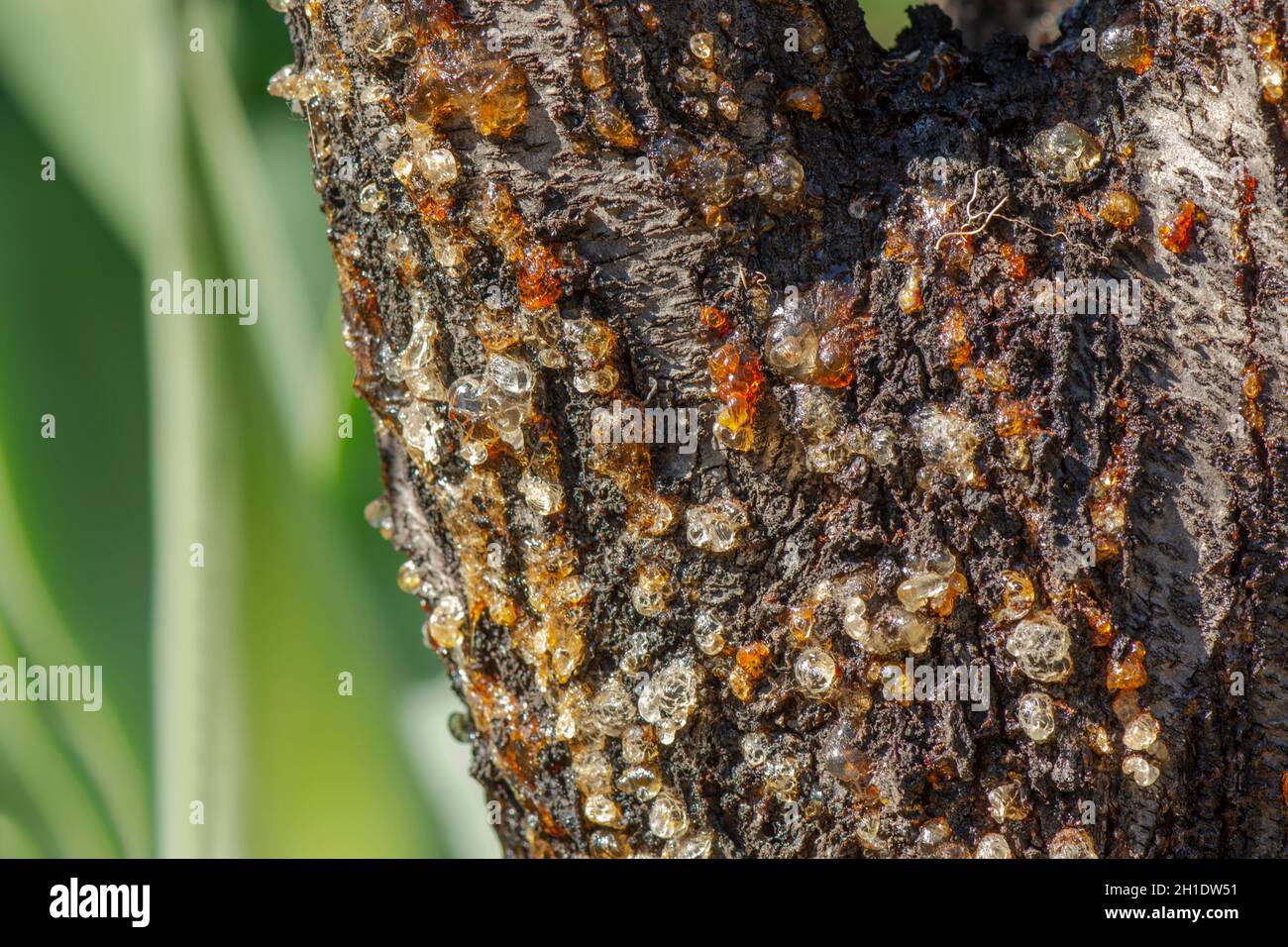 Amande arbre suintant la sève de l'écorce due à la maladie fongique, affaiblie par des conditions chaudes, sèches, Espagne. Banque D'Images