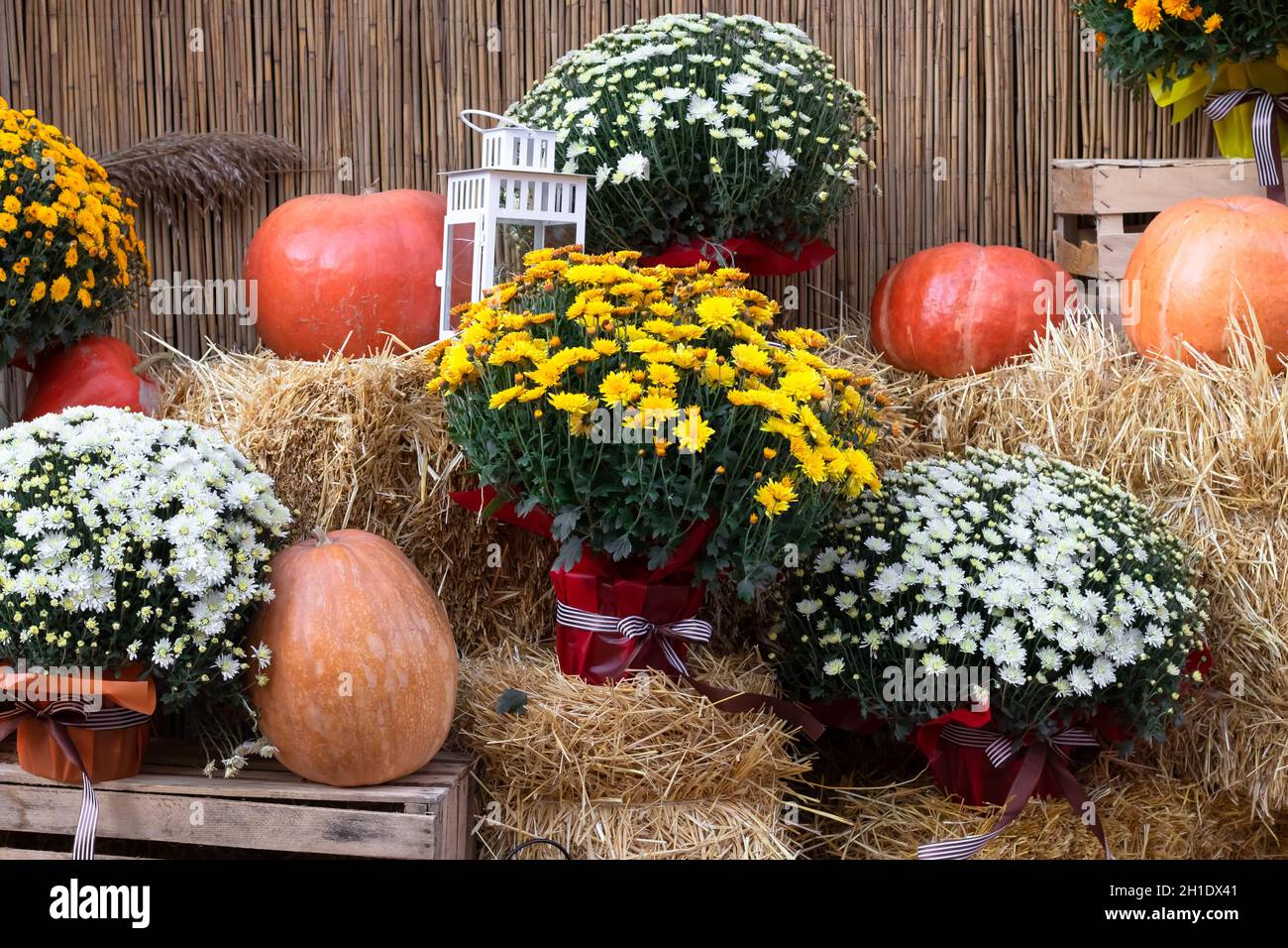 Chrysanthèmes Artificiels Extérieur - Résistants UV Et Eau - Décoration Tombe, Jardin, Halloween
