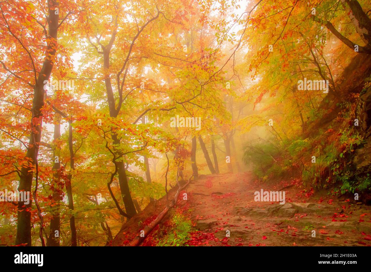 Automne à Cozia, Carpathian Mountains, Roumanie.Couleurs vives de l'automne dans une forêt brumeuse lors d'une pluie légère d'automne. Banque D'Images