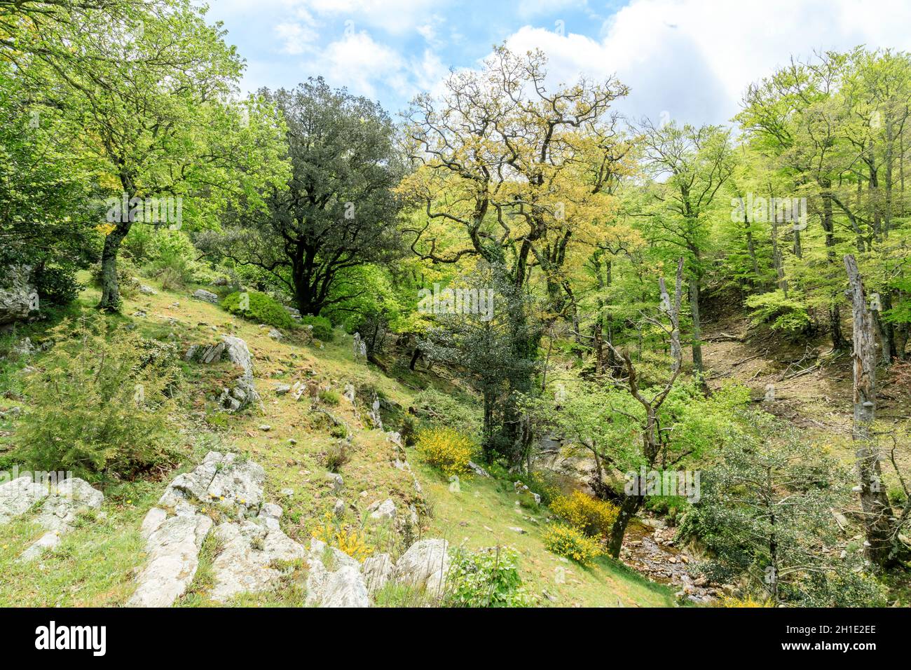 France, Pyrénées Orientales, massif des Alberes, Argeles sur Mer, Réserve naturelle nationale de Massane (Réserve naturelle nationale de la Massane), lis Banque D'Images