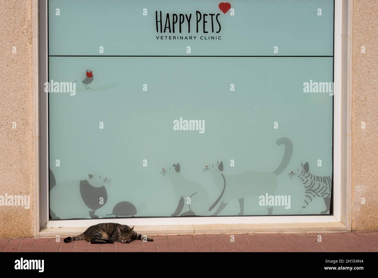 Un chat content se reposant à l'extérieur d'un vétérinaire en Espagne, nommé Happy Pets.Clinique vétérinaire à Camposol, une ville populaire avec les anciens pats britanniques Banque D'Images