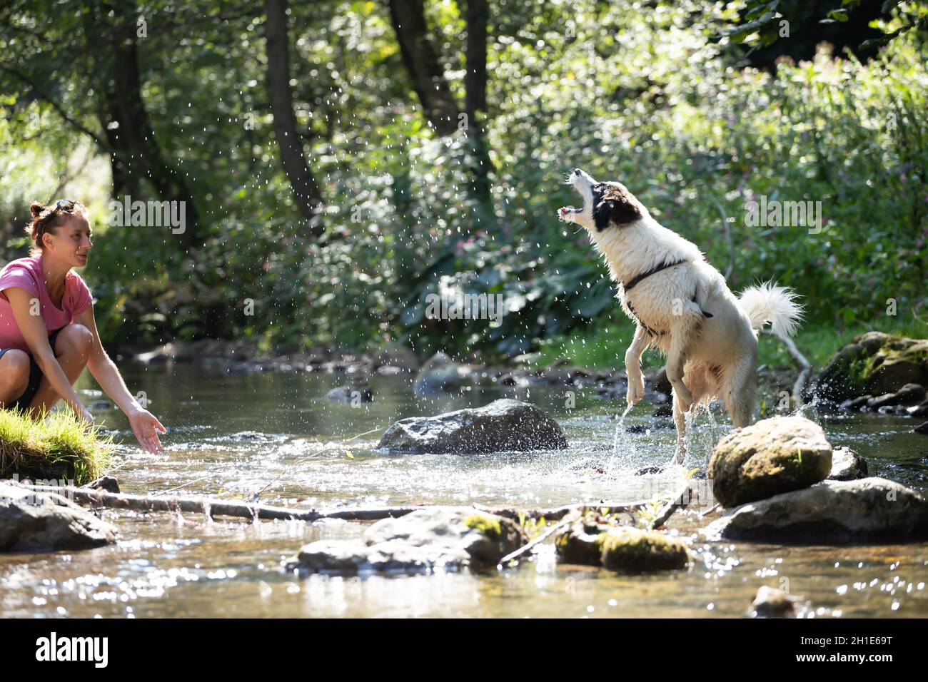 Jeune femme jouant avec son chien dans l'eau peu profonde de la rivière dans les bois. Banque D'Images