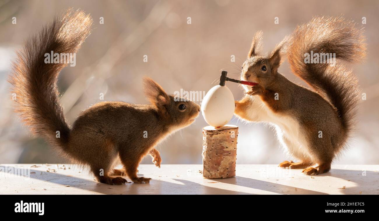 Écureuil rouge tenant un marteau de traîneau sur un œuf Banque D'Images