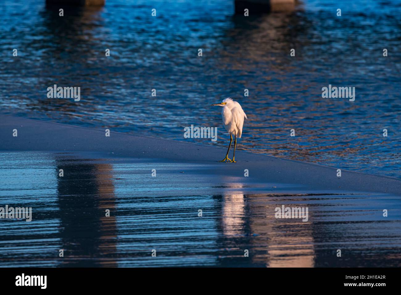 Egrette enneigée (Egretta thula) sur la plage sous la jetée de pêche du Gulf State Park à Gulf Shores, Alabama Banque D'Images