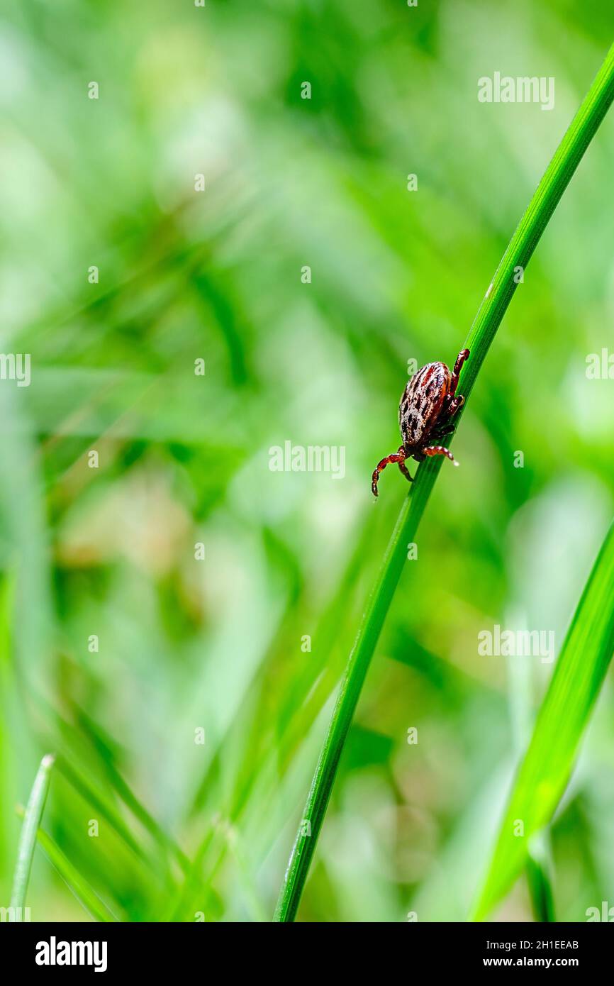 Encéphalite tiques insectes rampant sur l'herbe verte.Virus de l'encéphalite ou maladie de Lyme Borreliose Dermacentor infectieux Tick arachnid Mite parasite Ma Banque D'Images