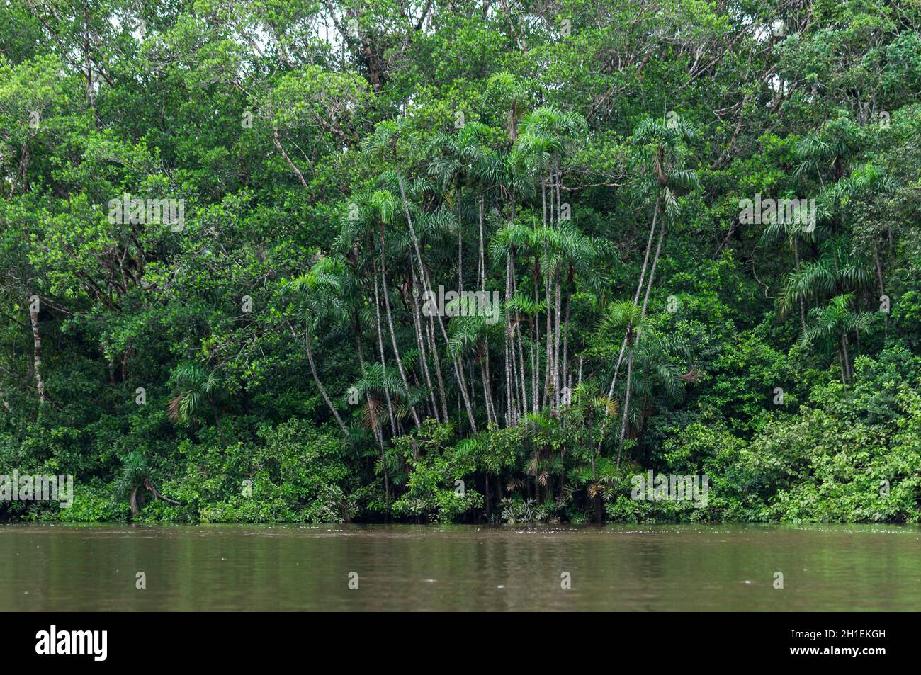 Forêt de galeries dans la réserve naturelle de Cuyabeno, Amazonas, Oriente, Equateur. Banque D'Images