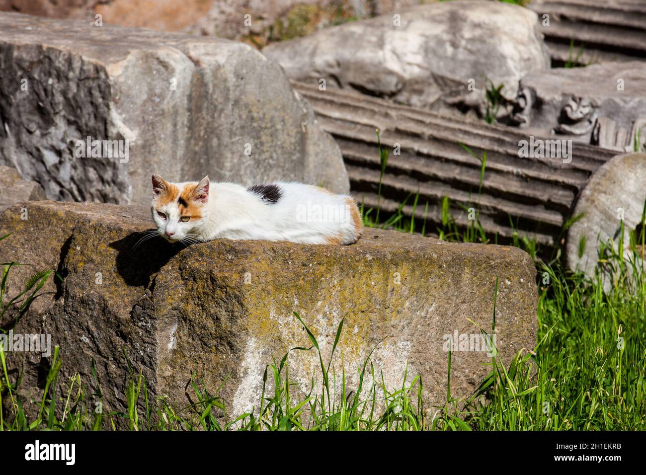 Les chats errants de soleil sur haut des ruines de colonnes romaines à la Piazza Vittorio Emanuele II à Rome Banque D'Images