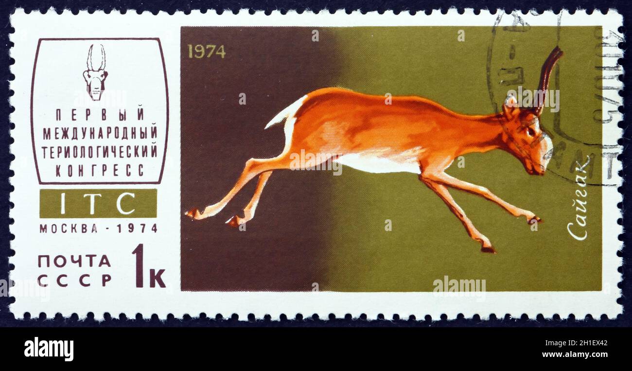 RUSSIE - VERS 1974 : un timbre imprimé en Russie montre l'antilope de Saiga, Saiga tatarica, est un antilope en danger critique, vers 1974 Banque D'Images