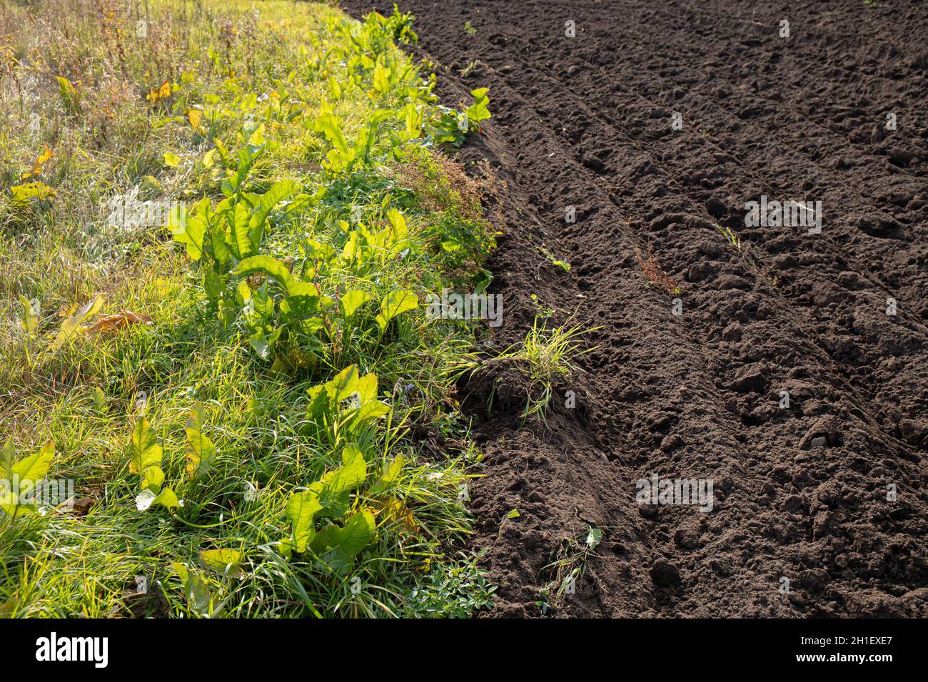 Le raifort Armoracia rusticana prenant le champ, plante très envahissante quand laissé non cueilli, difficile à obtenir de se débarrasser.Usine de raifort en pleine croissance agricole Banque D'Images