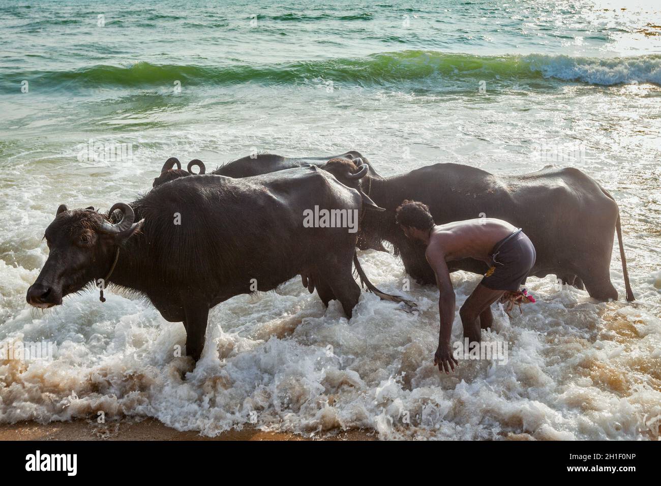 CHENNAI, INDE - 10 FÉVRIER 2013 : un homme fracassant des vaches en mer le matin sur la plage de Marina.La vache est un animal sacré dans l'hindouisme Banque D'Images
