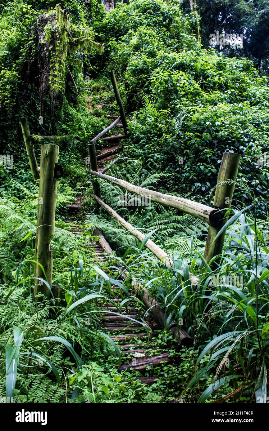 Un demi-surcultivé, en bois, escalier, grimper à travers l'épaisse sous-croissance de la forêt subtropicale, indigène, Afromontane Banque D'Images