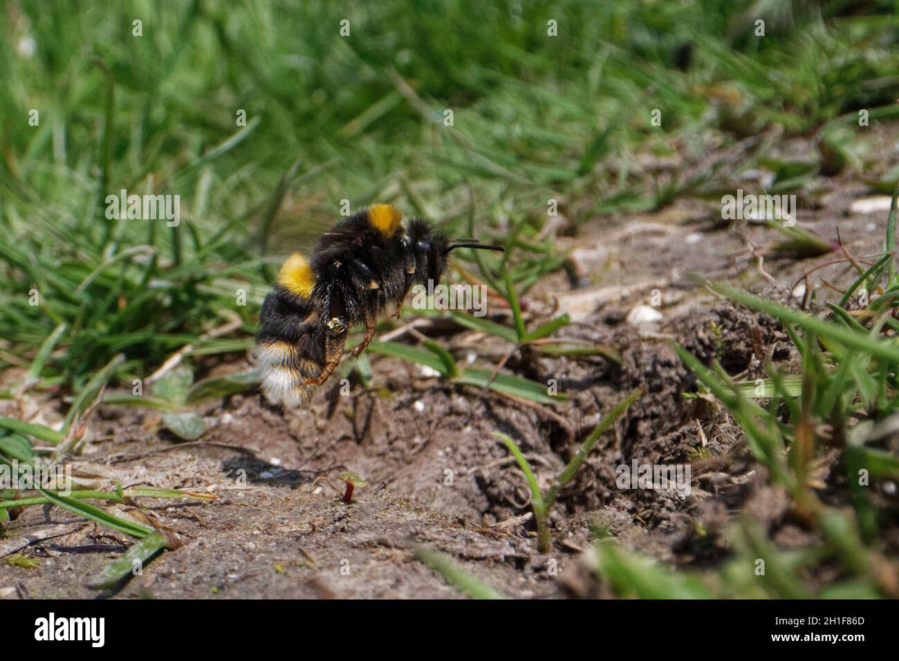 Un travailleur de Bumblebee à queue de chamboule (Bombus terrestris) qui se renverse dans son terrow de nid sur une colline de prairie à craie, Marlborough Downs, Wiltshire, Royaume-Uni, mai. Banque D'Images