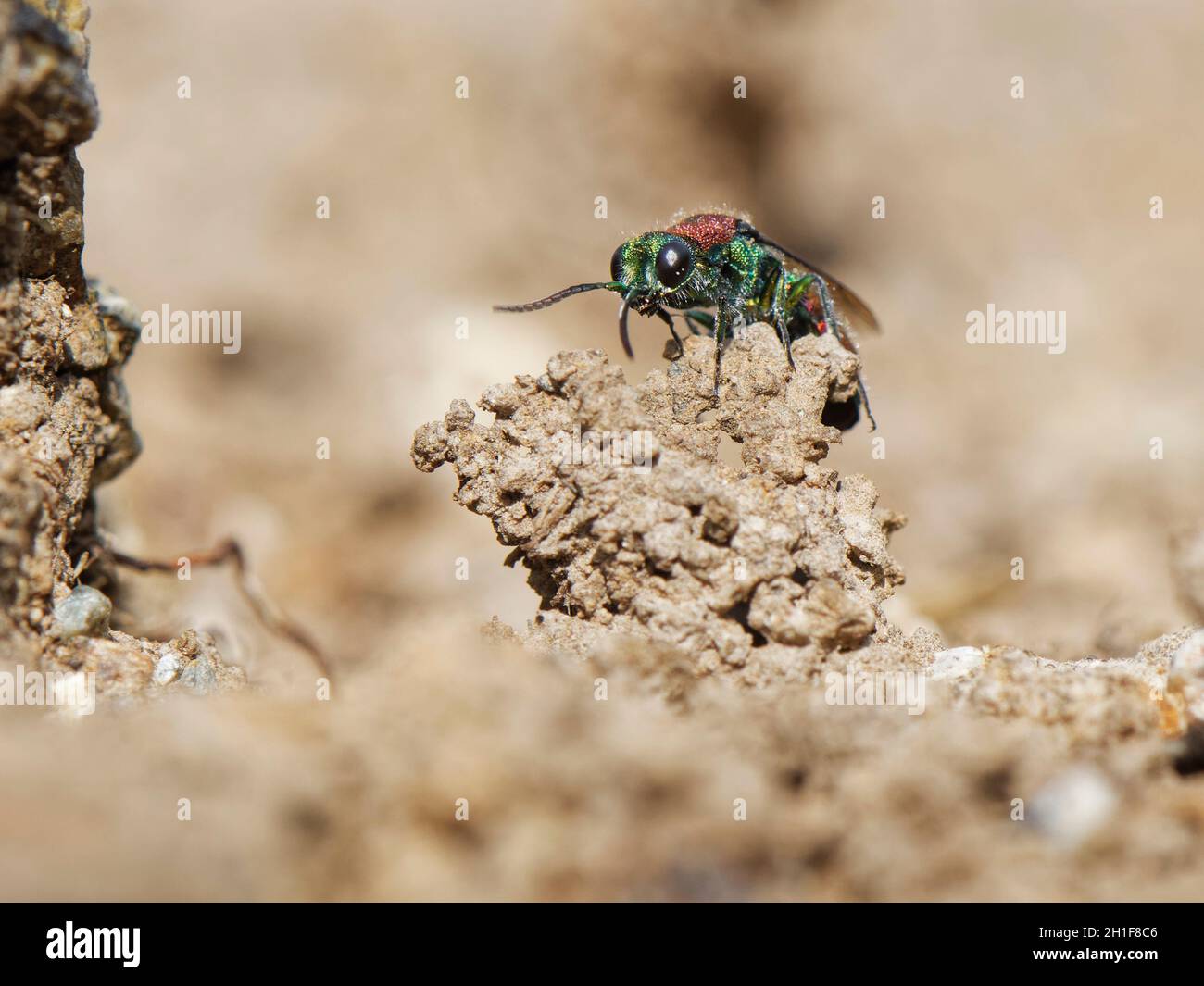 Guêpe à queue de rubis (Chrysis viridula) inspectant une entrée de nid de cheminée de boue de son espèce hôte, la guêpe à maçon épineux (Odynerus spinipes), Royaume-Uni. Banque D'Images