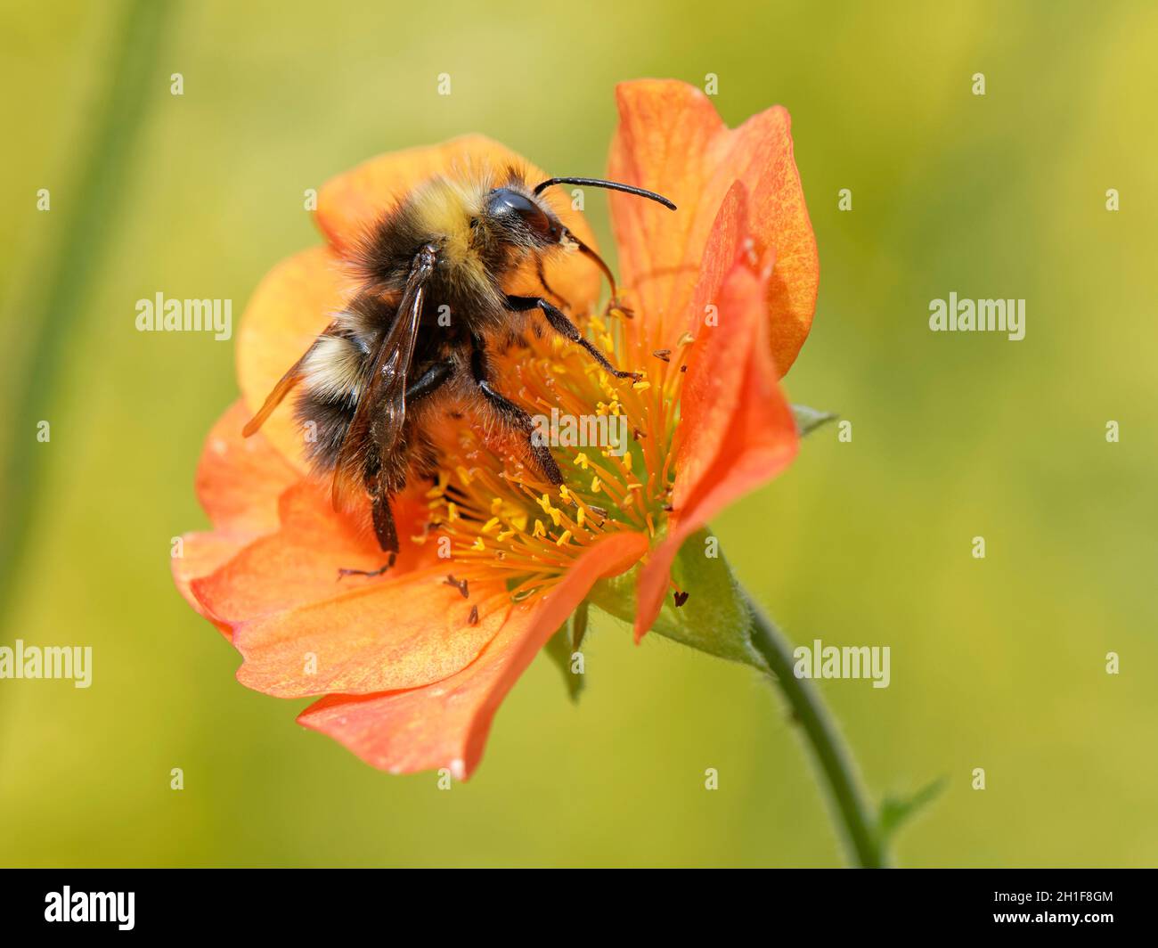 Bourdon précoce (Bombus pratorum) sur une fleur d'Avens (Geum coccineum borisii), jardin du Wiltshire, Royaume-Uni, juin. Banque D'Images