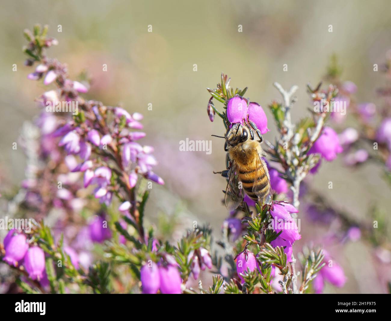Un travailleur d'abeille (APIs mellifera) qui s'est emparé d'une fleur de bruyère de Bell (Erica cinerea) sur la lande, Dorset, Royaume-Uni, août. Banque D'Images