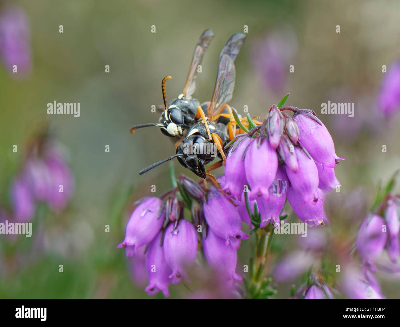 Guêpe mason Purbeck (Pseudepipona herrichii) mâle saisissant une femelle sur une fleur de bruyère de Bell (Erica cinerea) pour se nourrir de nectar, Dorset, Royaume-Uni, juin. Banque D'Images
