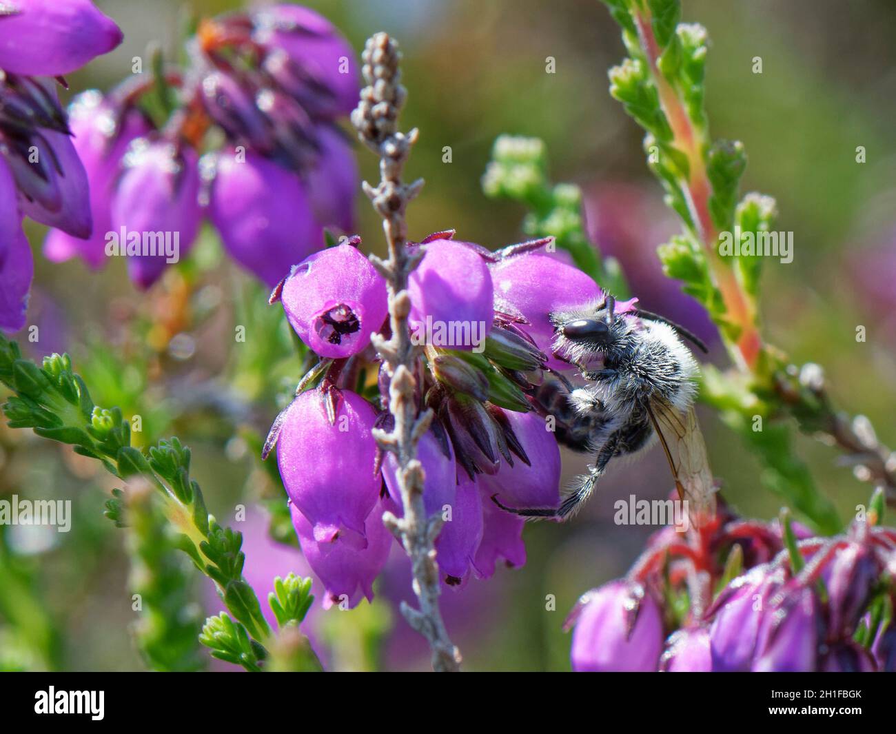 Petite abeille d'extraction de sables (Andrena argentata), avec une fleur de bruyère de Bell (Erica cinerea) sur la lande, Dorset, Royaume-Uni, juin. Banque D'Images