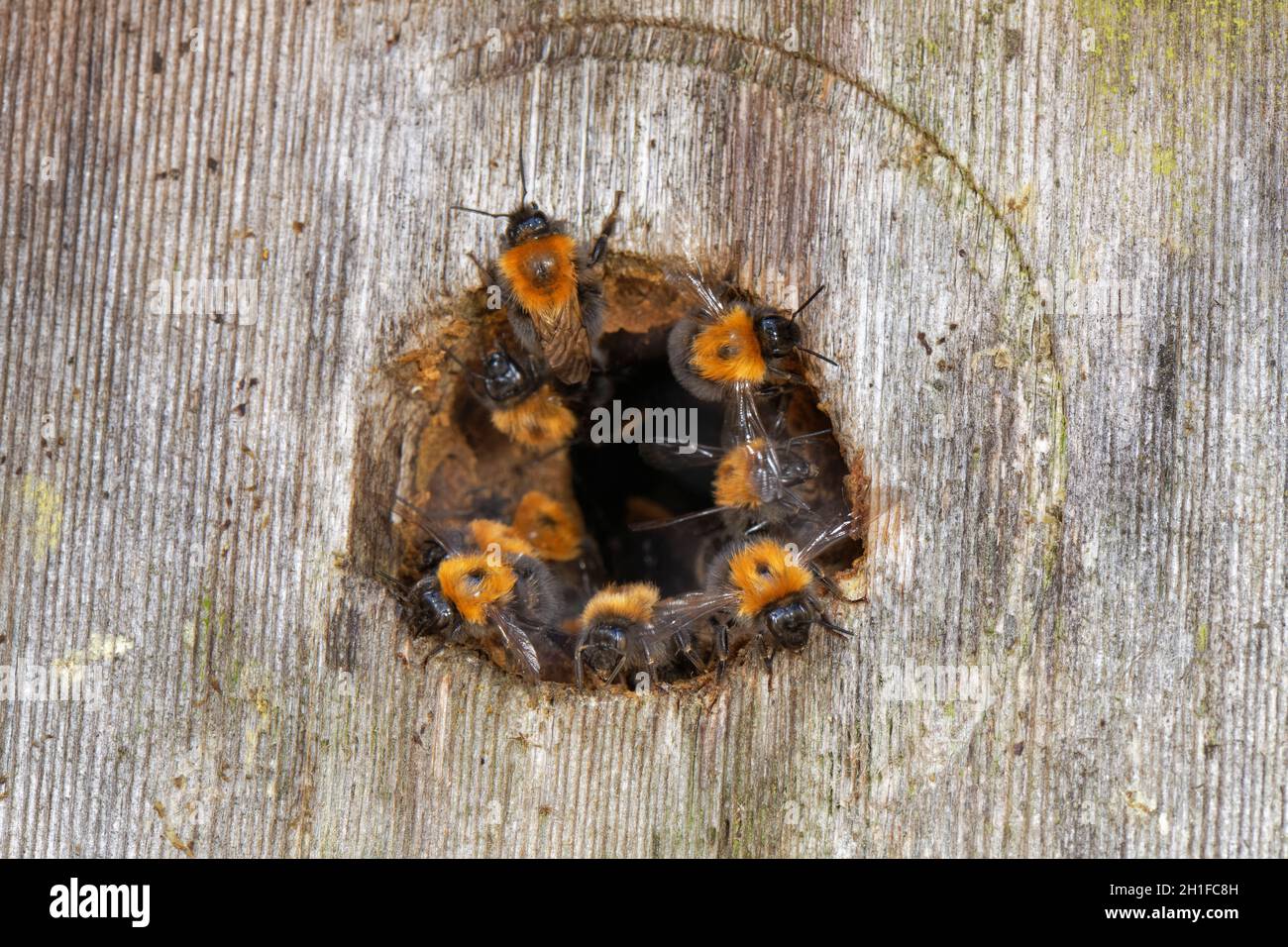 Bumblebees d'arbre (Bombus hypnorum) à l'entrée d'une boîte de nid d'oiseau qu'ils ont pris sur un mur de maison, Wiltshire, Royaume-Uni, juin. Banque D'Images