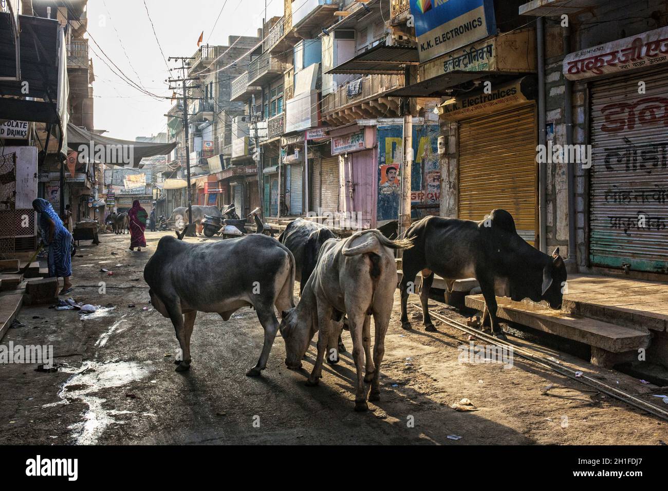 Les vaches indiennes saint stand dans le groupe sur la rue. Jaisalmer est situé au cœur du désert du Thar Banque D'Images