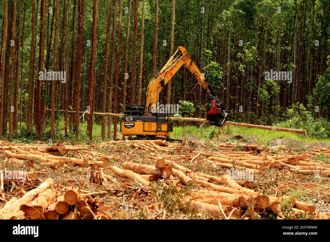 EUNAPOLIS, BAHIA / BRÉSIL - 19 janvier 2009 : la machine coupe les eucalyptus lors de la récolte du bois d'une plantation à Veracel Celulose Banque D'Images