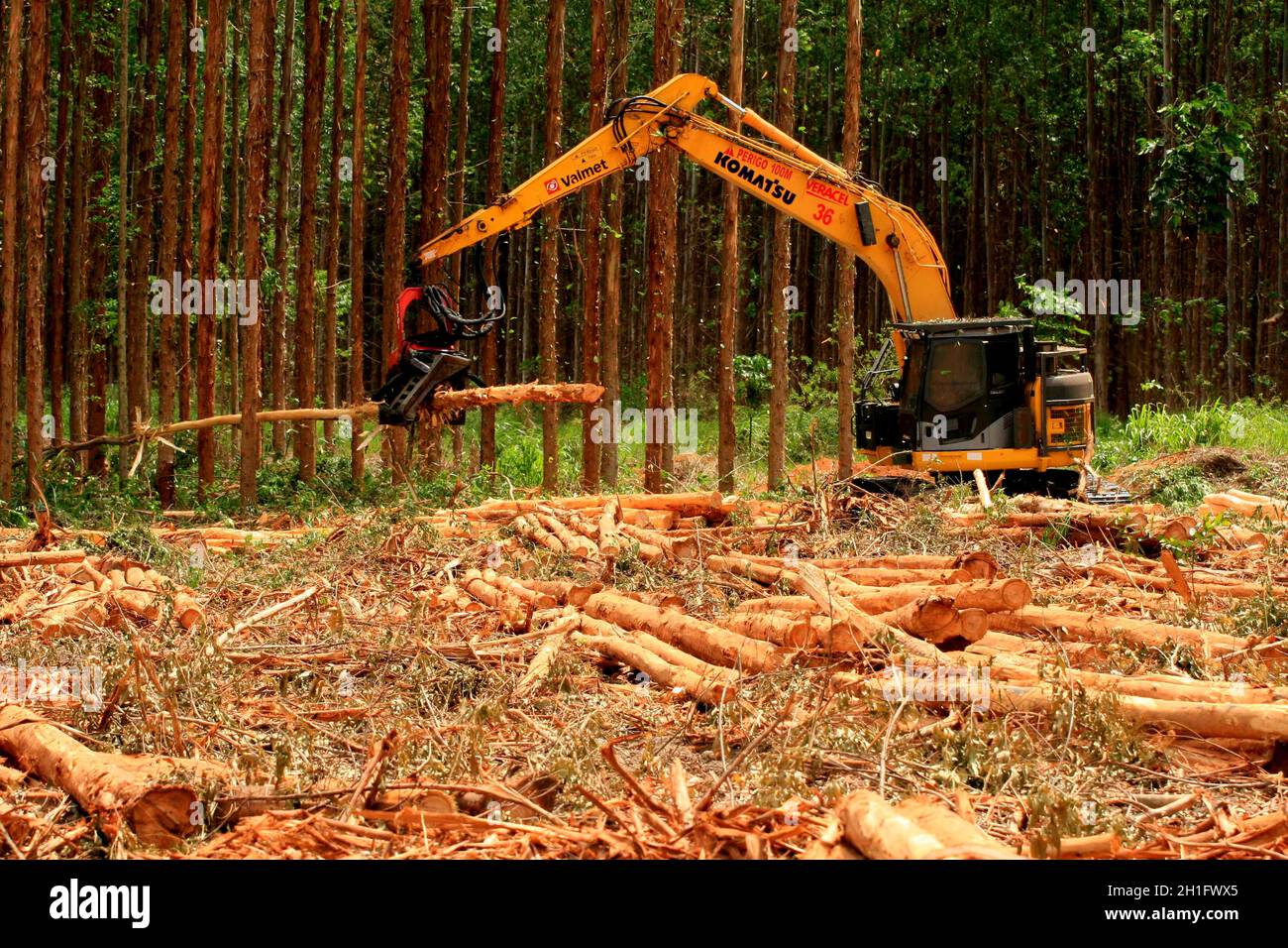 EUNAPOLIS, BAHIA / BRÉSIL - 19 janvier 2009 : la machine coupe les eucalyptus lors de la récolte du bois d'une plantation à Veracel Celulose Banque D'Images