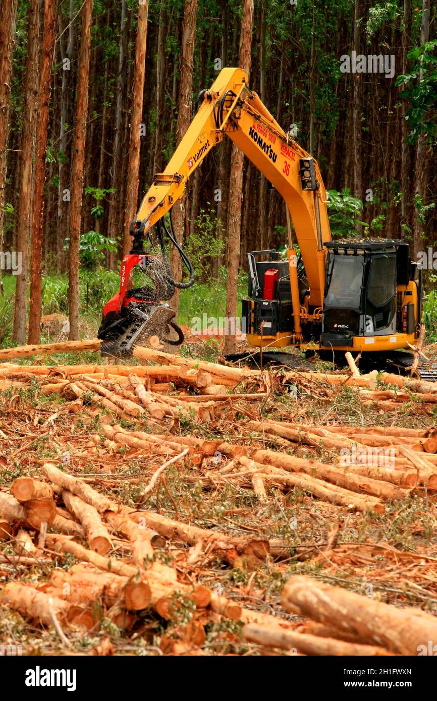 EUNAPOLIS, BAHIA / BRÉSIL - 19 janvier 2009 : la machine coupe les eucalyptus lors de la récolte du bois d'une plantation à Veracel Celulose Banque D'Images