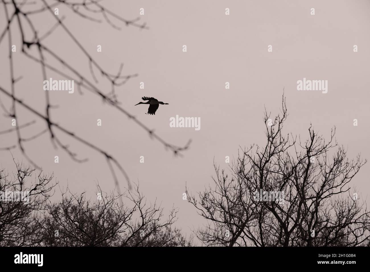 Forêt de plaine inondable à Karacasey Bursa beaucoup et des groupes d'oiseaux pélicans ciboulette noire et blanche sur le champ agricole vert près de la rivière et des arbres. Banque D'Images