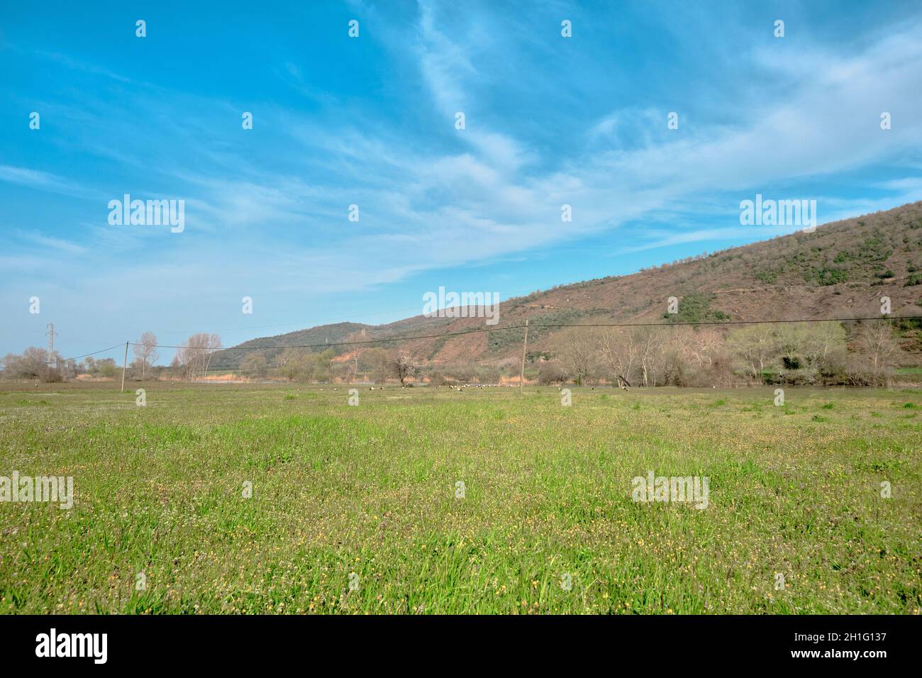 Forêt de plaine inondable à Karacasey Bursa beaucoup et des groupes d'oiseaux pélicans ciboulette noire et blanche sur le champ agricole vert près de la rivière et des arbres. Banque D'Images