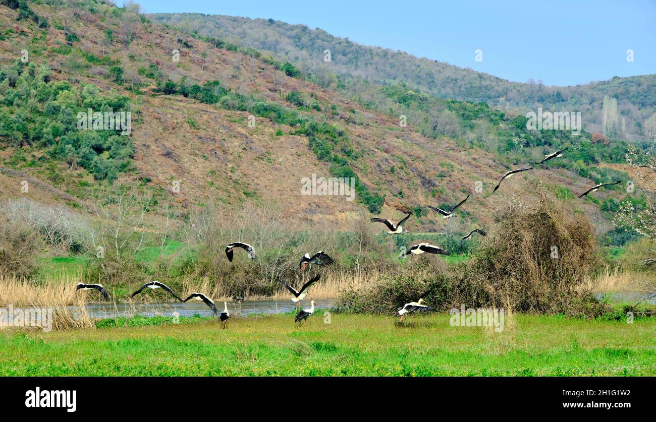 Forêt de plaine inondable à Karacasey Bursa beaucoup et des groupes d'oiseaux pélicans ciboulette noire et blanche sur le champ agricole vert près de la rivière et des arbres. Banque D'Images