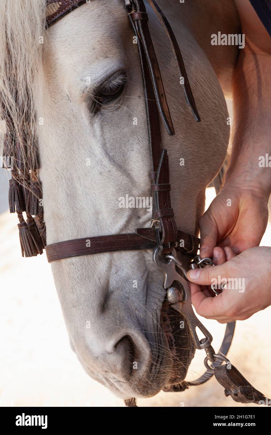 Gros plan des mains d'un homme caucasien méconnaissable qui ajuste les rênes de son cheval blanc. Banque D'Images