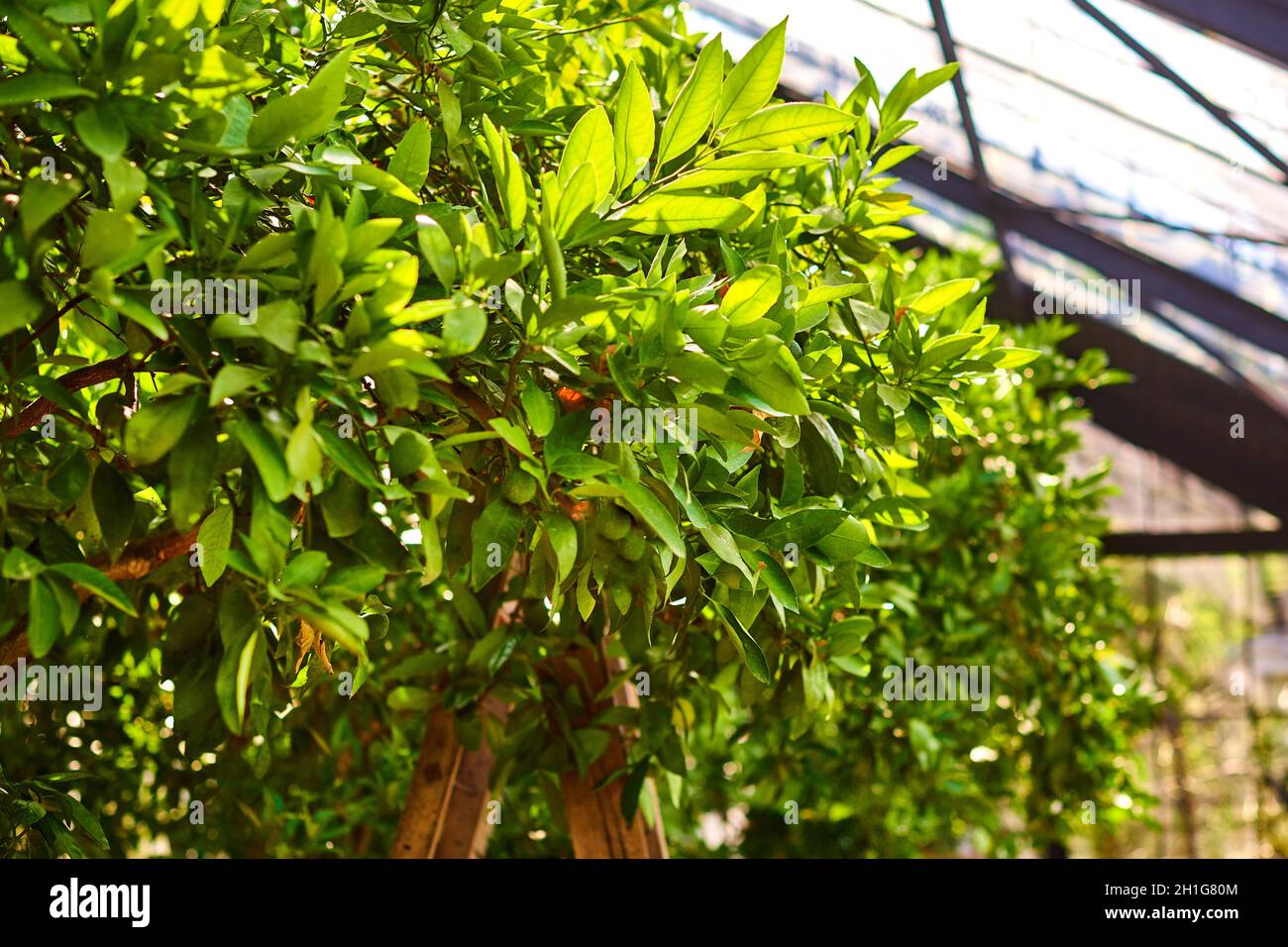 orchard dans la serre.Couronne d'arbre fruitier, feuilles sculptées illuminées par le soleil dans une serre Banque D'Images orchard dans la serre.Couronne d'arbre fruitier, feuilles sculptées illuminées par le soleil dans une serre Banque D'Images