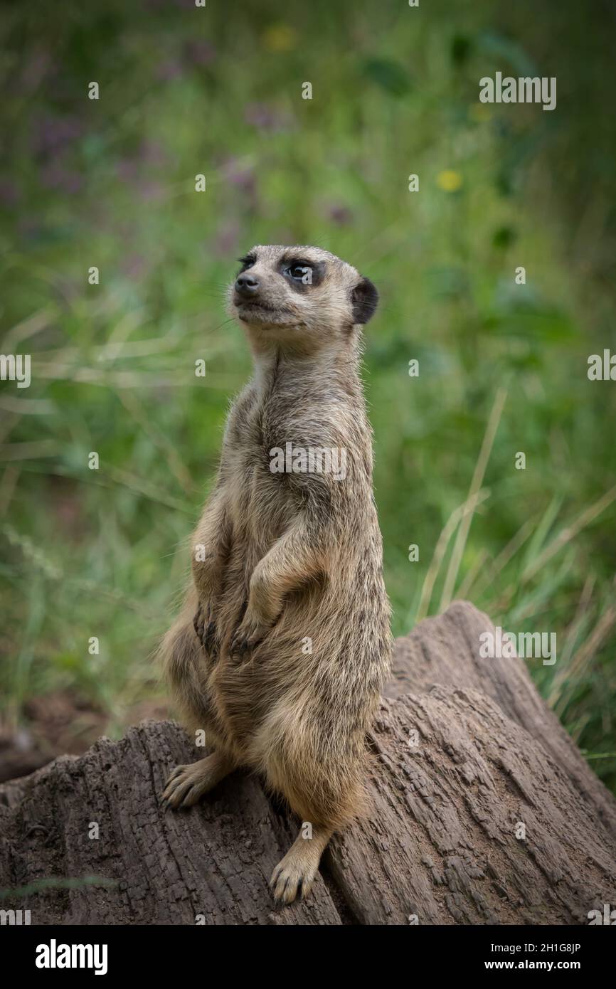 Un mignon meerkat gros plan qui pose devant l'appareil photo, l'espace de copie Banque D'Images