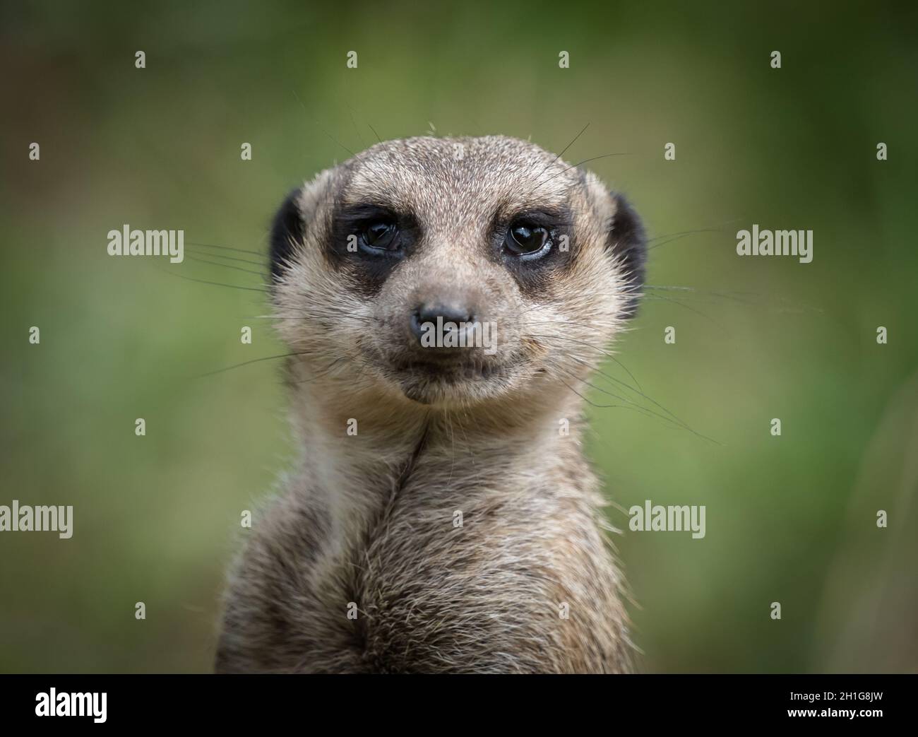 Un mignon meerkat gros plan qui pose devant l'appareil photo, l'espace de copie Banque D'Images