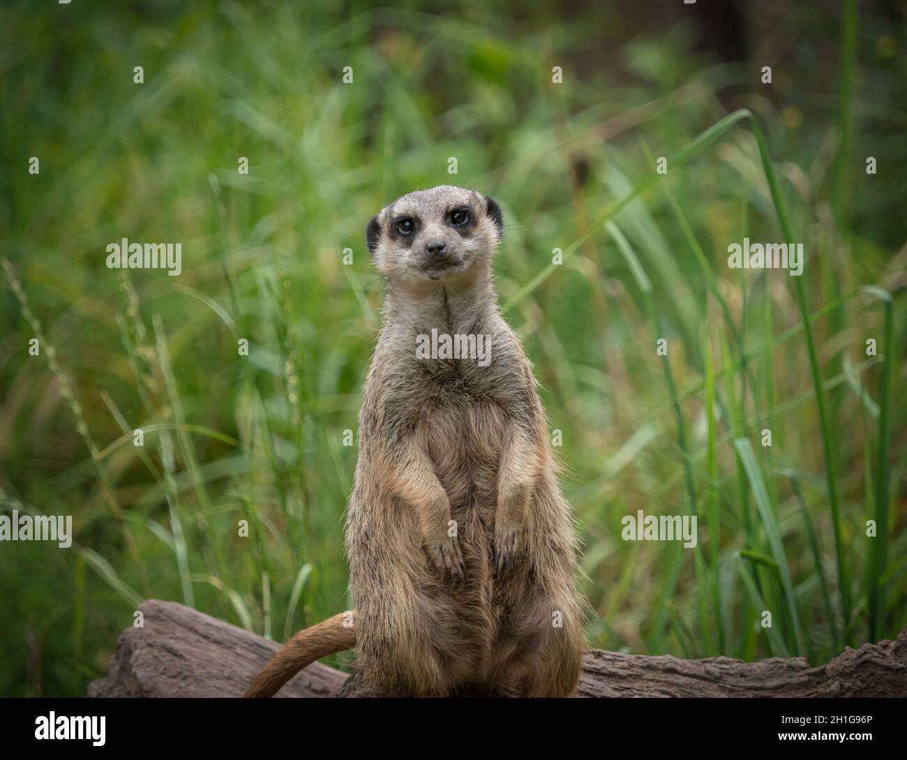Un mignon meerkat gros plan qui pose devant l'appareil photo, l'espace de copie Banque D'Images