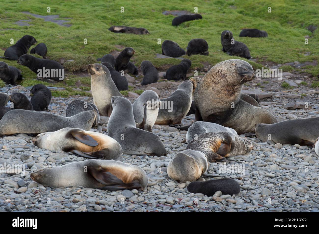 Antarctic fur seal pup close up in grass Banque D'Images