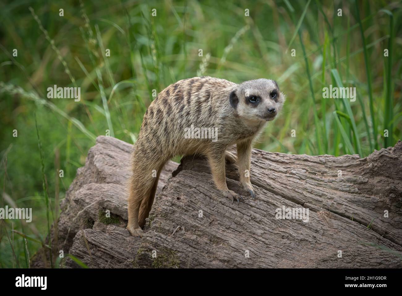 Un mignon meerkat gros plan qui pose devant l'appareil photo, l'espace de copie Banque D'Images