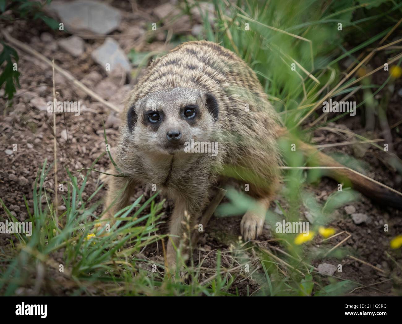 Un mignon meerkat gros plan qui pose devant l'appareil photo, l'espace de copie Banque D'Images