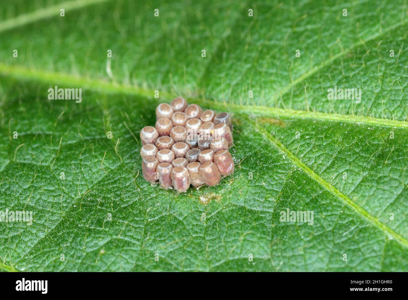 Œufs de punaise de la famille des Pentatomidae sur une feuille de soja. Banque D'Images