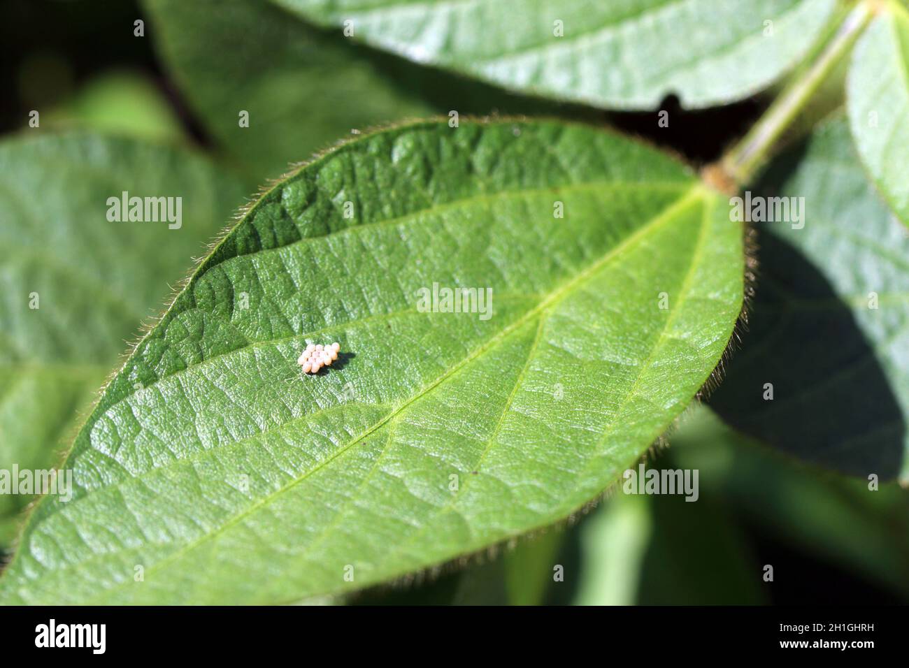 Œufs de punaise de la famille des Pentatomidae sur une feuille de soja. Banque D'Images
