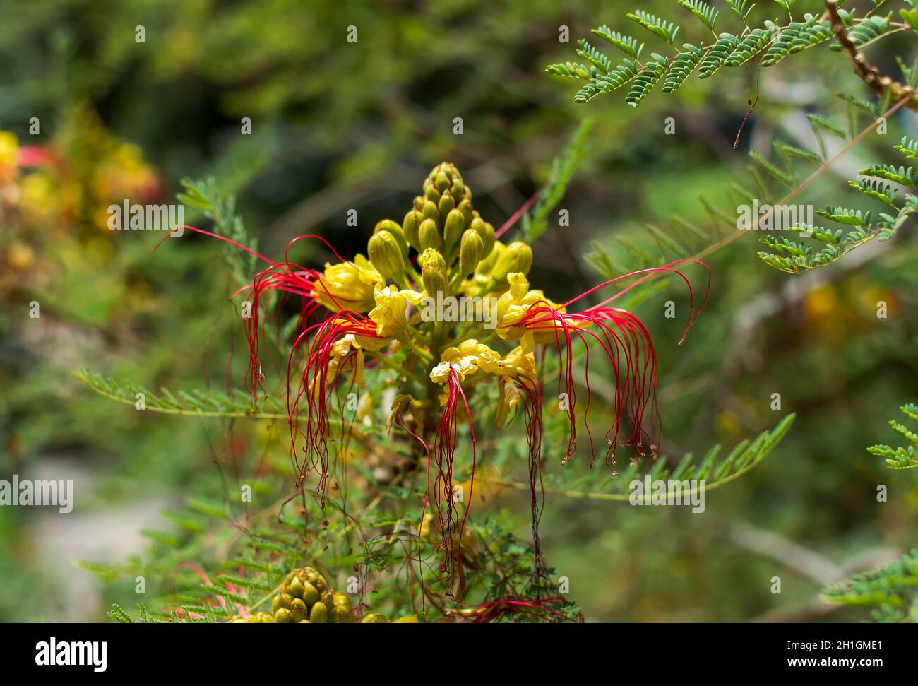 Fleur jaune et rouge de l'oiseau de paradis (Caesalpinia gilliesii ou Erythrostemon gilliesii). Banque D'Images