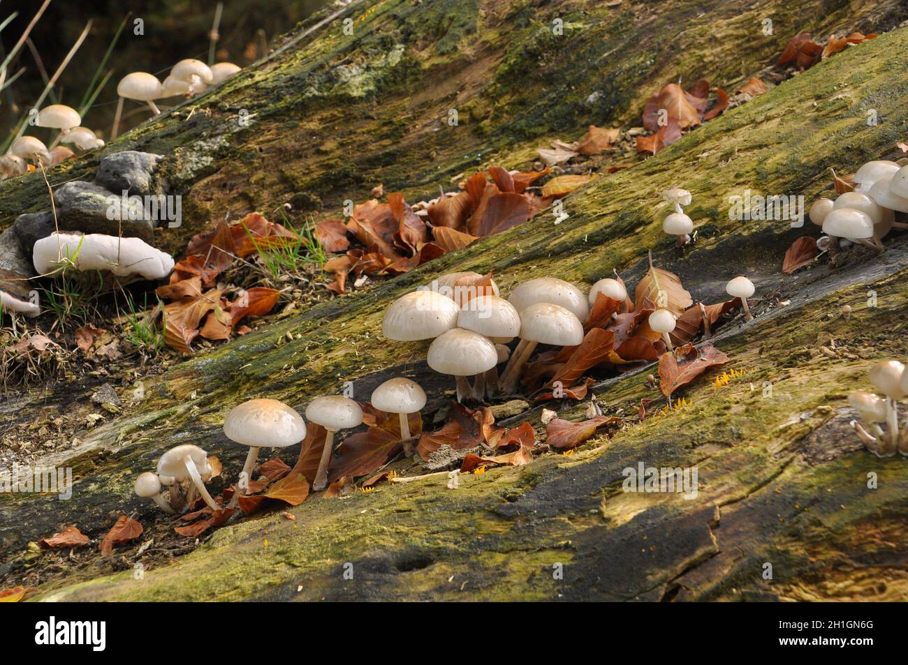 Champignon de porcelaine, Oudemansiella mucida, poussant sur un tronc d'arbre mort, avec des champignons anteurs de gelée jaune et des champignons de support .Stourhead, Wiltshire, Royaume-Uni Banque D'Images